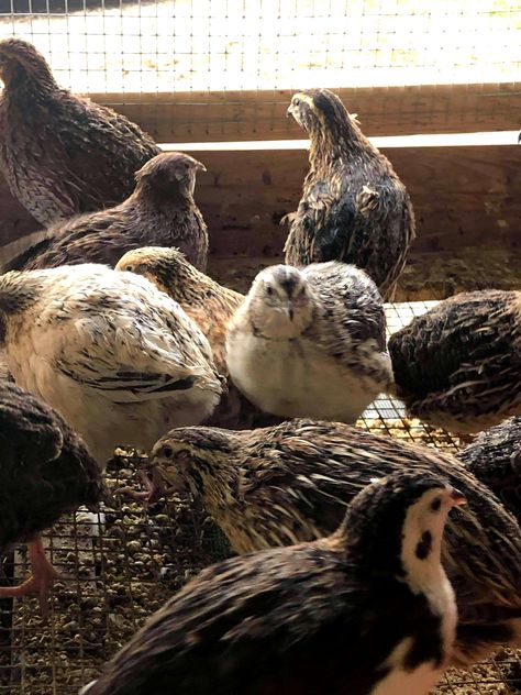 Juvenile Assorted Coturnix Quail are available! If you're looking for quick eggs, chicks, meat or just fun, then these quail are what you need. Orders placed now reserve birds for the 2021 hatch season. https://purelypoultry.com/juvenile-assorted-coturnix-quail-p-1222.html or call (920) 472-4068 #flockmyworld #quail Quail Aesthetic, Quail Meat, Quail Farm, Quail Chicks, Coturnix Quail, Quail Coop, Raising Quail, Pygmy Goat, Quails