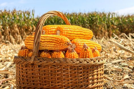 Basket with GMO corn at the harvest. Harvested dried GMO maize in a wicker baske , #AFFILIATE, #harvest, #Harvested, #corn, #Basket, #GMO #ad Massive Garden, Gmo Corn, Digital Design Trends, Lion Images, Scenery Nature, The Harvest, Maize, Wicker Basket, Beautiful Scenery Nature