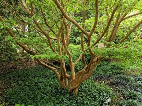 Stewartia Tree, Seattle Japanese Garden, Street Trees, Garden Guide, Ornamental Trees, Garden In The Woods, Deciduous Trees, Garden Photos, Garden Trees