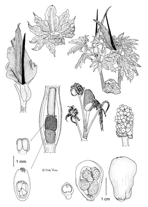 Dracunculus Vulgaris, The Balkans, Poisonous Plants, Very Short Hair, Dark Yellow, North Africa, Crete, Flower Tattoos, The East