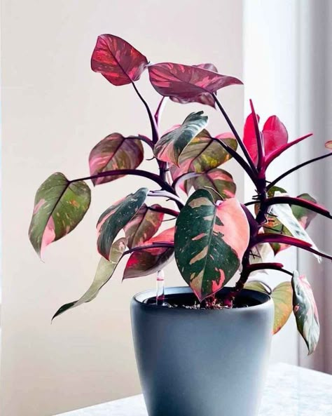 Pink Princess Philodendron, Princess Philodendron, Pink Plants, Philodendron Plant, Plant Wishlist, Pink Plant, Plant Decor Indoor, Plant Aesthetic, House Plants Decor