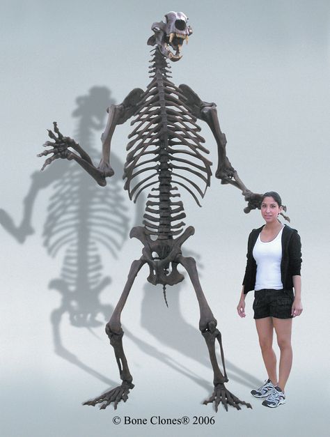 articulated skeleton  | Short-Faced Bear Articulated Upright and Quadruped Skeleton SC-114-A ... Bear Skeleton, Short Faced Bear, Skeleton Muscles, Skeleton Anatomy, Animal Skeletons, Vintage Halloween Costume, Animal Bones, Extinct Animals, Prehistoric Creatures