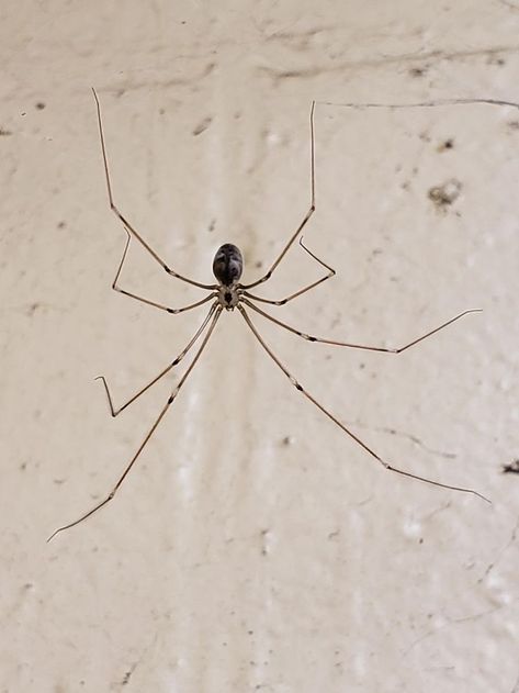 Daddy Long Legs Drawing, Daddy Long Legs Spider Tattoo, Daddy Long Leg Tattoo, Daddy Long Legs Spider, Spider Reference, Long Leg Spider, Bird Spider, Leg Anatomy, Ethereal Photography