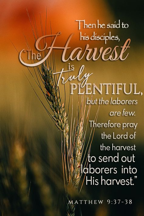 "… the harvest is truly PLENTIFUL, but…" Matthew 9:37-38 Harvest Bible, Letter From Heaven, Prays The Lord, Jesus Teachings, Best Bible Verses, Beautiful Bible Verses, Bible Time, Blessed Quotes, Biblical Verses