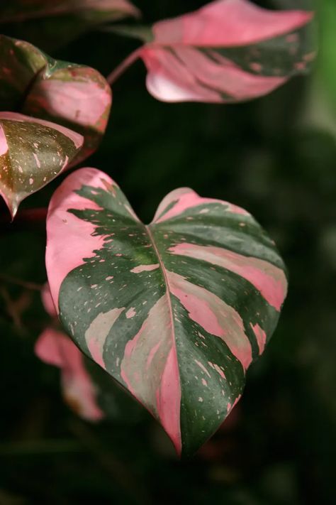 Philodendron Erubescens, Indoor Tropical Plants, Pink Plants, Plant Goals, Philodendron Plant, Pink Plant, Variegated Plants, Plant Aesthetic, Pink Leaves