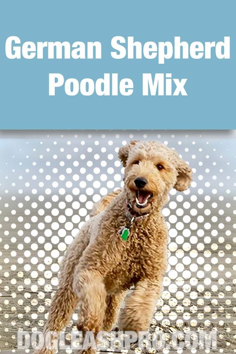 German Shepherd Poodle Mix: Shepadoodle Complete Guide Shepadoodle German, German Shepherd Poodle Mix, Poodle Mix Breeds, Poodle Mix Puppies, Dog Dna Test, Wireless Dog Fence, German Shepherd Mix, Doodle Puppy, Mini Poodles