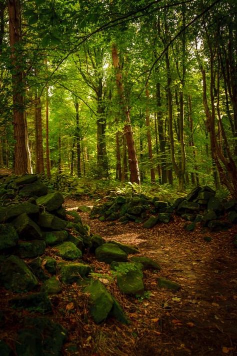 Enchanted Forest on 500px by Warren Swales England White Tigers, Tree Tunnel, Wow Photo, Magical Tree, Forest Path, Beautiful Forest, Airbrush Art, Forest Photography, Walk In The Woods