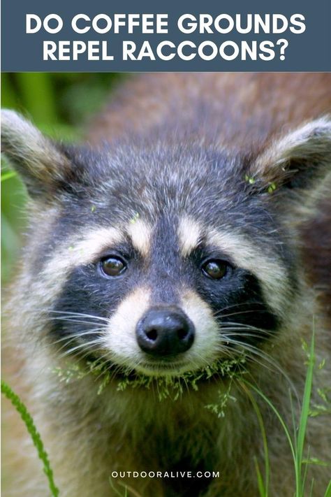 Raccoon Deterrent How To Get Rid, How To Deter Raccoons, How To Keep Raccoons Out Of Trash, How To Get Rid Of Raccoons In Your Yard, Racoon Repellent, Raccoon Deterrent, Spider Repellant, Raccoon Repellent, Getting Rid Of Raccoons