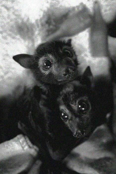 Fox Bat, Cute Bats, Flying Fox, Baby Bats, Cute Bat, Black And White Photograph, Cute Critters, Silly Animals, Jolie Photo