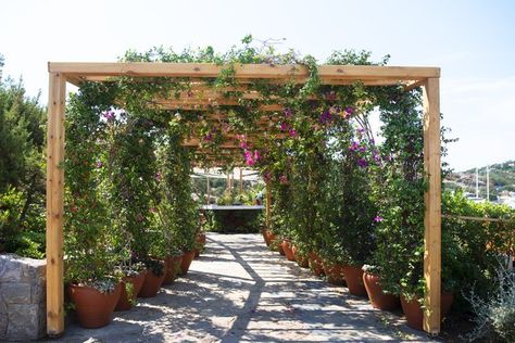 Pergola Climbing Plants, Diy Garden Arbor, Diy Arbour, Stone Walls Garden, Wooden Pavilion, Grape Arbor, Plants Ideas, Bird Bath Garden, Garden Arbor