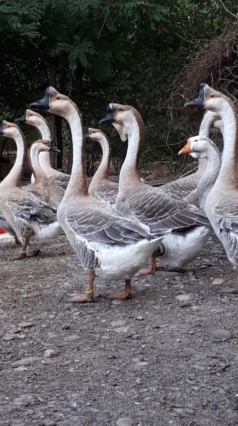 Chinese and african goose Animals