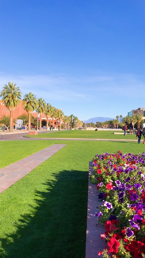 Az Aesthetic, University Of Arizona Aesthetic, Arizona State University Aesthetic, Pretty College Campus, University Of Arizona Graduation, U Of Arizona, Arizona Tucson, University Of Arizona Tucson, Arizona University