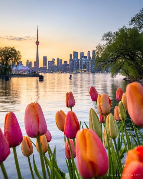 Places Worth Visiting, Splash Of Colour, Artist On Instagram, Toronto Canada, Brighten Your Day, Spring Flowers, Color Splash, Mother’s Day, New York Skyline