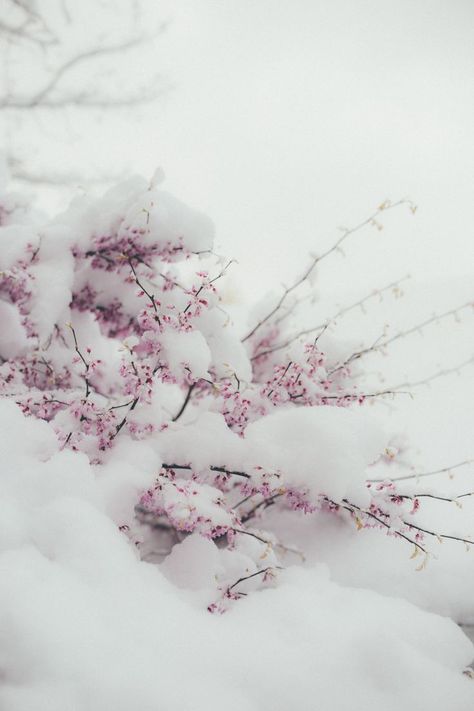 Snowy Flowers, Visual Poetry Art, Majestic Places, Sakura Aesthetic, 2024 Wallpaper, Blossom Wallpaper, Cherry Blossom Wallpaper, Background Baby, Winter Princess