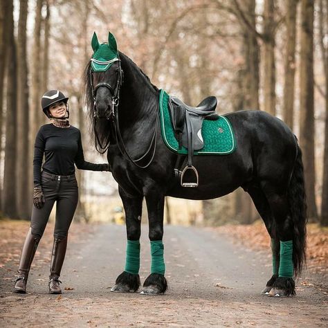 Riding Outfits, Horse Coat Colors, Friesian Horses, Horse Riding Outfit, Horse Pics, Horse Inspiration, English Horse, Horse Fashion, Horse Aesthetic