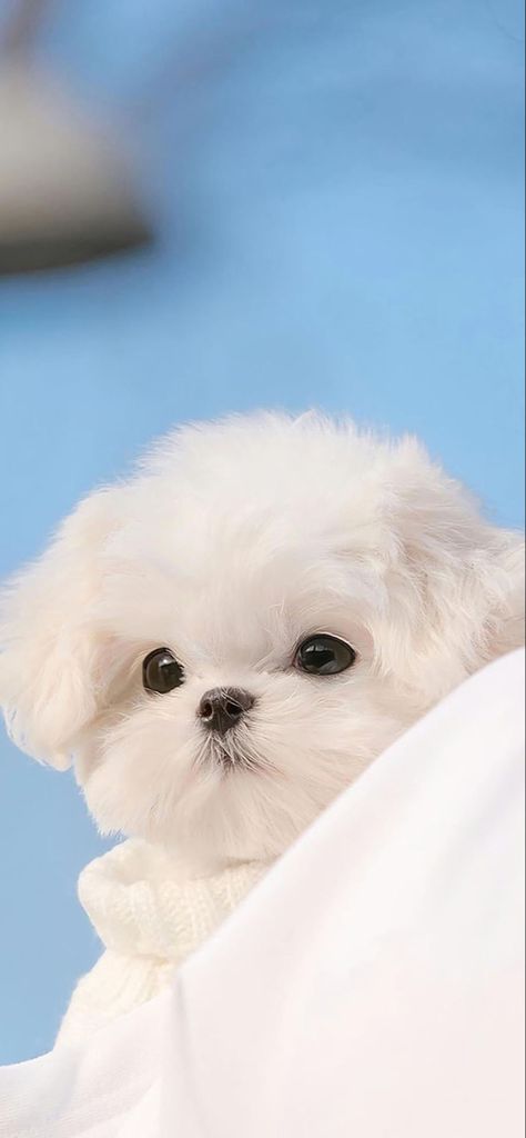 Cute Dogs Wallpaper Iphone, Dog Wallpaper Iphone, Cute Dog Wallpaper, Cute Dog Pictures, Really Cute Dogs, Fluffy Dogs, Dog Wallpaper, Kawaii Animals, Baby Puppies