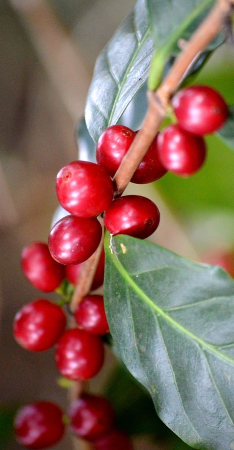 Coffee Berries, Coffee Berry, Costa Rican Coffee, Different Coffees, Coffee Tree, Retro Cafe, Coffee Farm, Coffee Flower, Coffee Plant