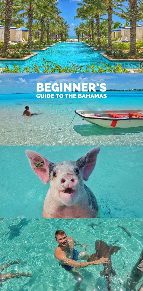 Bahamas Eleuthera, Bahamas Travel Guide, Pig Beach, Bahamas Honeymoon, Baha Mar, Swimming Pigs, Exuma Bahamas, Atlantis Bahamas, Nurse Shark