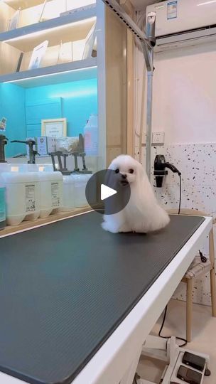 Maltese Dogs Haircuts, Cute Maltipoo, Shihtzu Puppies, Pillows And Blankets, Why Choose Us, Maltese Puppies, Dog Haircuts, Maltipoo Puppy, Maltese Puppy