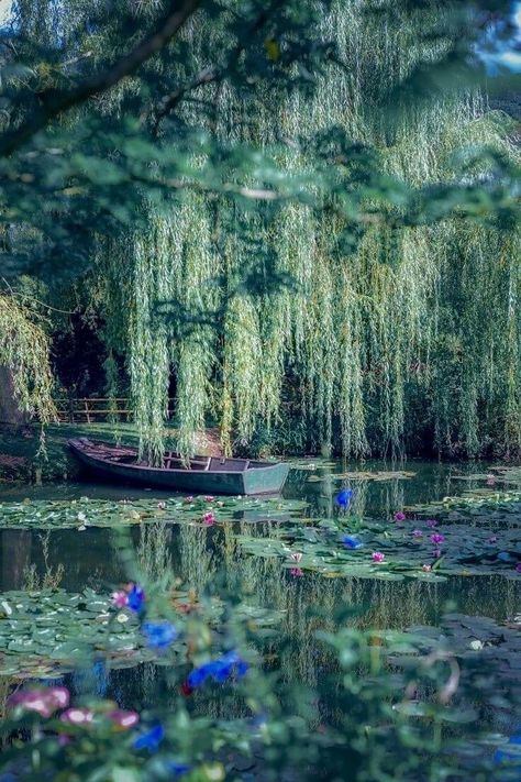 Giverny France, Willow Trees, Willow Tree, Claude Monet, My Garden, Most Beautiful, Lily, Lake, France