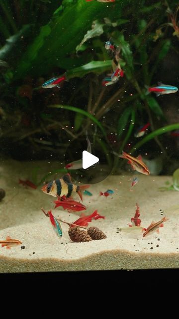 TheCineScaper on Instagram: "Feeding fish is one of my favorite activities. Do you like it too? Fish species: Tiger Barb, Cherry Barb, Neon Tetra
#thecinescaper #aquarium #aquascaping #fishtank #fish #tetra #plantedtank #natureaquarium #nanotank #tropicalfish #fishtankfanatics" Tropical Fish Tank Ideas, Neon Tetra Fish, Tetra Fish, Neon Tetra, Tropical Fish Tanks, Nature Aquarium, Fish Species, Aquascaping, Colorful Fish