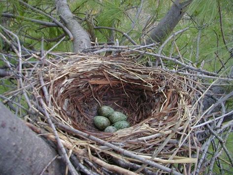 Crow Nest, Bird Nests Art, Bird Nest Painting, Tallgrass Prairie, Nest Art, Crow Books, American Crow, Crow's Nest, Crow Art