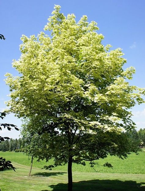 Acer Drummondii, Softscape Design, Acer Garden, Acer Platanoides, Best Habits, Street Trees, Tree Base, Backyard Garden Design, Maple Tree