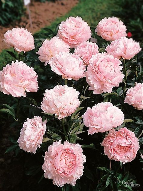 Growing peonies in FL, Q/A: Is there a variety of peony that I can grow in south central Florida (Zone 9A)? Florida Plants, Growing Peonies, Florida Gardening, Flower Fragrance, Texas Gardening, Zone 9, Peonies Garden, Have Inspiration, Landscape Designs