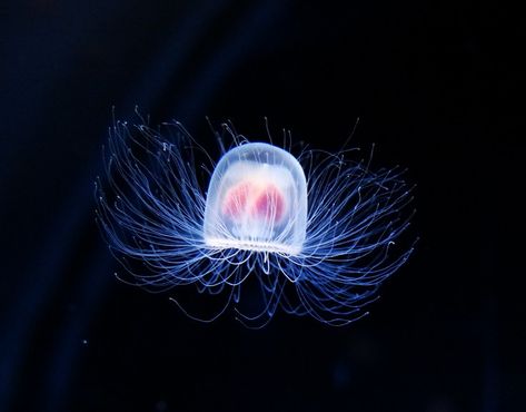 Immortal Jellyfish, Deep Sea Jellyfish, Fun Facts About Animals, Unusual Facts, Deep Sea Creatures, Animal Facts, African Elephant, High Art, Living Forever