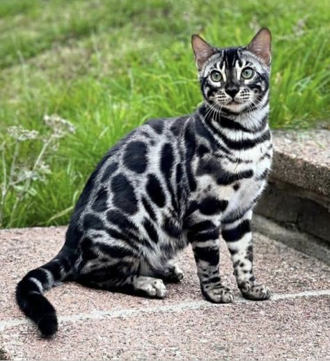 Cats With Unusual Markings, Cats With Cool Markings, Cat With Unique Markings, Animals With Unique Markings, Unique Cat Colors, Unique Looking Cats, Unique Cats Markings, Pretty Cat Breeds, Cool Looking Cats