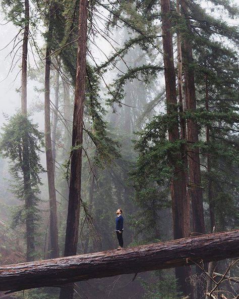 Northern Aesthetic, Photographie Portrait Inspiration, Road Trippin, Into The Wild, Travel Alone, Twilight Saga, Big Sur, In The Forest, Beautiful Photography