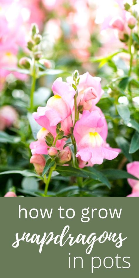 pink snapdragon in pot Snapdragon In Containers, Snapdragon In Pots, Snapdragon Container Ideas, Snapdragons In Containers, Snapdragon Planter Ideas, Snapdragons In Pots, Potted Snapdragons, Snapdragon Flowers In Pots, Planting Snapdragons