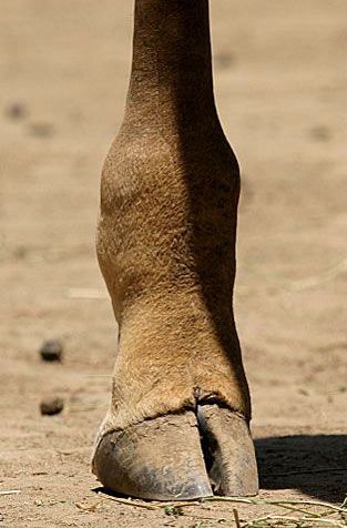 The rear foot of a Giraffe Deer Anatomy, Deer Hooves, Taxonomic Classification, Masai Giraffe, Giraffe Images, Deserts Of The World, Drawing Animals, Animal Anatomy, Garden Solutions