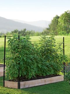 Raspberries growing in a raised bed Growing Berries, Raspberry Patch, Raspberry Bush, Growing Raspberries, Berry Patch, Berry Garden, Bush Garden, Building A Raised Garden, Strawberry Garden