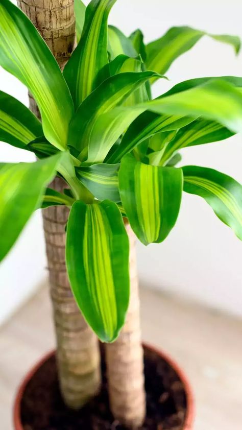 Large indoor plants that don't need sunlight Mass Cane Plant, Indoor Tree Plants, Mass Cane, Tall Indoor Plants, Houseplants Low Light, Large Indoor Plants, Dracaena Plant, Indoor Tree, Corn Plant