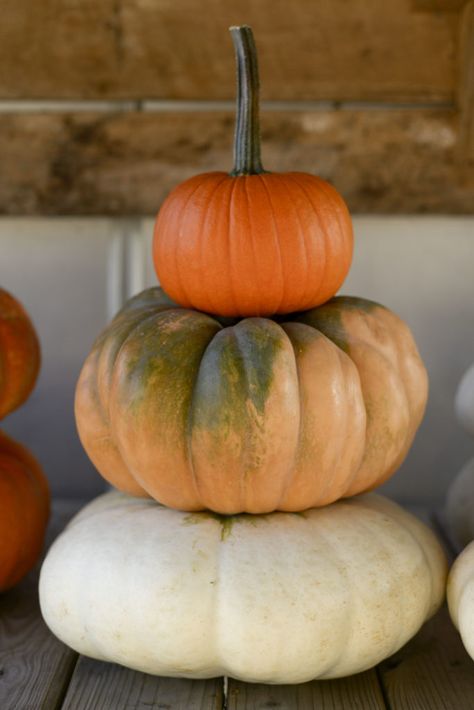 pumpkin stack 3 Stacked Pumpkins, Stacked Pumpkins Painting, Pumpkin Stacking, Stack Pumpkins, Pumpkin Stacks, Stacking Pumpkins, Stack Of Pumpkins, Watercolor Pumpkins Autumn, Pumpkin Porch Decor