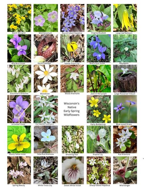 Native Plants of Wisconsin | With help from Carla Wells, I put together this poster of early spring native wildflowers | Facebook Wisconsin Wildflowers, Habitat Garden, Greenhouse Plants, Retreat Ideas, Native Flowers, Outdoor Living Decor, Garden Greenhouse, Plant Identification, Terrarium Plants