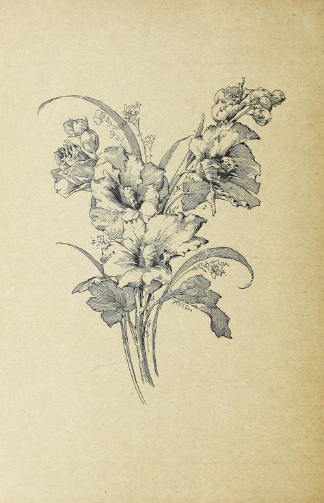 Motifs decoratifs : Habert-Dys, Jules, 1850- : Free Download, Borrow, and Streaming : Internet Archive Advertisement Poster Drawing, Vintage Plant Aesthetic, Desert Drawings, Dark Floral Tattoo, Floral Tattoo Ideas, Desert Drawing, Courageous Woman, Salty Soul, Elisabeth Elliot