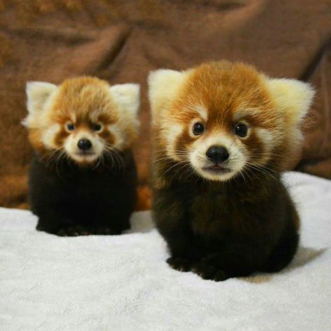 Panda Babies, Red Panda Cute, Red Panda Baby, Panda Baby, Panda Panda, Red Pandas, Kittens And Puppies, Cute Animals Images, Animal Pics