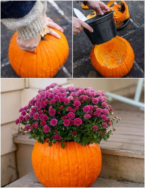 Mum Planters, Pumpkin Planters, Homemade Cider, Mums In Pumpkins, Pumpkin Planter, Fake Pumpkins, Fall Bulbs, Veg Garden, Hardy Perennials