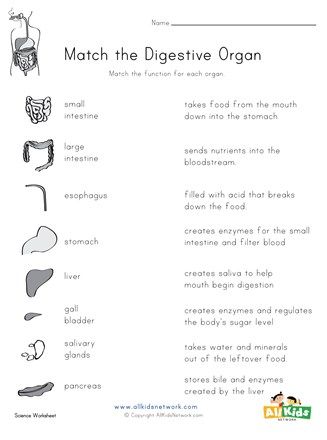 Digestive System Matching Worksheet | All Kids Network Digestive System Lesson, Digestive System Grade 5, Digestion Worksheet, Digestive System Parts, Digestive System Project, Digestive System Activities, Digestive System For Kids, Digestive System Diagram, Digestive System Worksheet