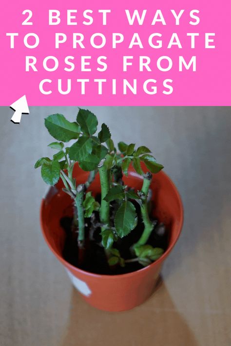 Rose Bush Cuttings, How To Regrow Roses From Cuttings, How To Root Roses From Cuttings, How To Grow A Rose Bush From A Clipping, Replanting Roses From Stems, Taking Care Of Rose Bushes, How To Replant Roses Stems, Plant Roses From Stem, How To Regrow Roses From Stems