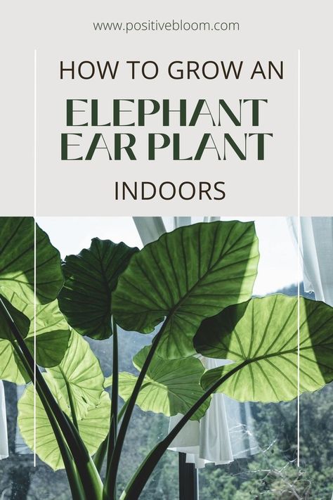 Read this article to find out more about growing the Elephant ear plant indoors, what are the best growing conditions, and how to deal with common issues. Elephant Ears Plants Indoor, Elephant Ear Plant Indoor, Elephant Ears Garden, Elephant Eating, Elephant Plant, Peperomia Plant, Alocasia Plant, Elephant Ear Plant, Calathea Plant