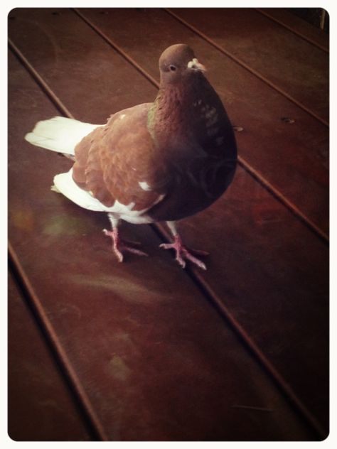 ..so miss my Mr Brown xx Brown Pidgeons, Pigeon Aesthetic, Brown Pigeon, Moodboard Pics, Mr Brown, Zoological Garden, Favorite Animals, Little Critter, Light Academia