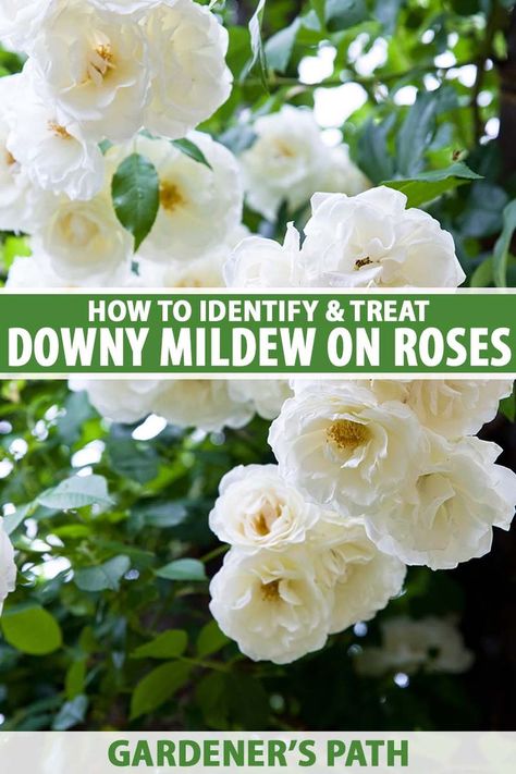 Downy mildew is an ugly and increasingly common problem on roses, and it’s one of those diseases that can even impact some of the sturdier roses out there like Knock Outs, Drifts, and Bucks. Learn how to identify and deal with this often devastating disease now on Gardener's Path. #downymildew #rose #gardenerspath Black Spot On Roses, Rose Diseases, Rose Bush Care, Drift Roses, Rose Plant Care, Rose Got, Best Rose, Homestead Life, Rose Bushes