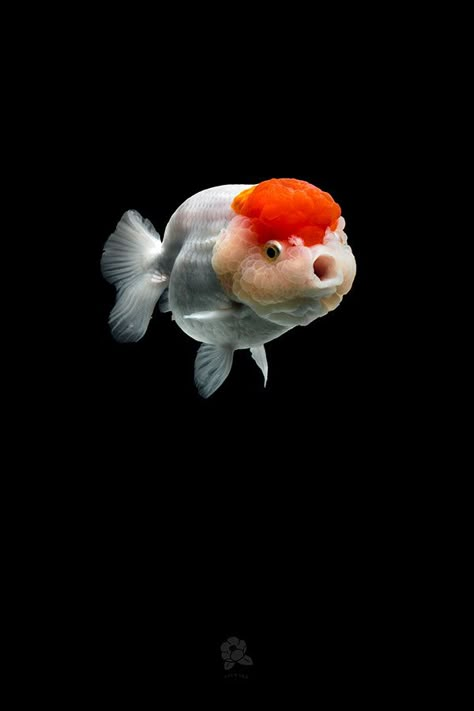 Goldfish Species, Cute Animal Wallpapers, Pet Goldfish, Drawing Fish, Cute Animal Character, Fancy Goldfish, Goldfish Tank, Animal Wallpapers, Fish Decor