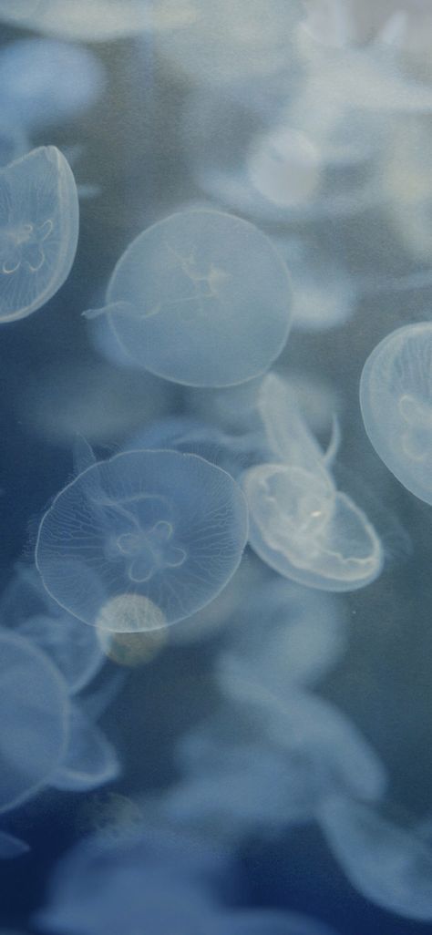 Light Blue Jellyfish Wallpaper, Very Peri Aesthetic, Peri Aesthetic, Moon Jellyfish Wallpaper, Iphone Layout Aesthetic, Jellyfish Images, Jellyfish Wallpaper, Moon Jellyfish, Aquatic Animal