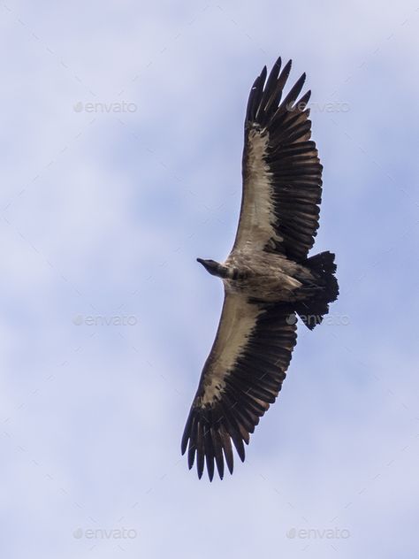 Flying White backed vulture by CreativeNature_nl. White-backed vulture (Gyps africanus) in flight against clouded sky #Affiliate #vulture, #CreativeNature_nl, #backed, #Flying Flying Vulture, Vulture Flying, Colorful Creatures, St Bridget, Big Birds, Inktober 2024, Indian Illustration, Favorite Animals, Wings Design