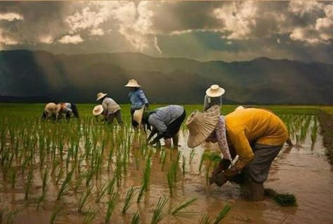 Rice Field Aesthetic, Thai Lifestyle, Rice Farm, Agriculture Pictures, Farmer Painting, Agriculture Photography, Farm Fields, Life Pics, Rice Field