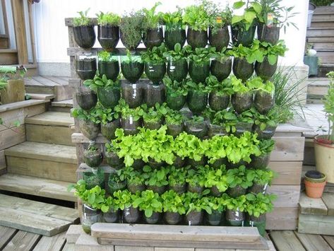 Follow these 13 plastic bottle vertical garden ideas to make something amazing out of them. Repurpose those old bottles, which you usually throw away to grow your favorite plants either indoor or outdoor and help to save our environment. Here are 13 inspiring plastic bottle vertical garden ideas to make a vertical soda bottle garden and these ideas will definitely interest you if you are a creative person, DIY lover and love to recycle. 1. Half Plastic Bottle Vertical Garden on Woode… Garden Ideas To Make, Vertical Garden Ideas, Vertical Vegetable Garden, Diy Plastic Bottle, Vertical Herb Garden, Vertical Garden Diy, Plants Growing, Bottle Garden, Vertical Gardens